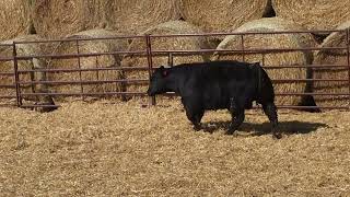 Lot 76 - AHCC 282M