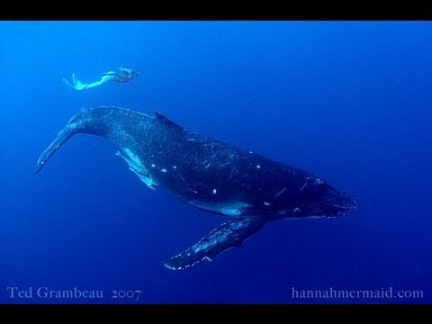 Mermaid' Hannah Fraser Swims With Humpback Whales (PICTURES