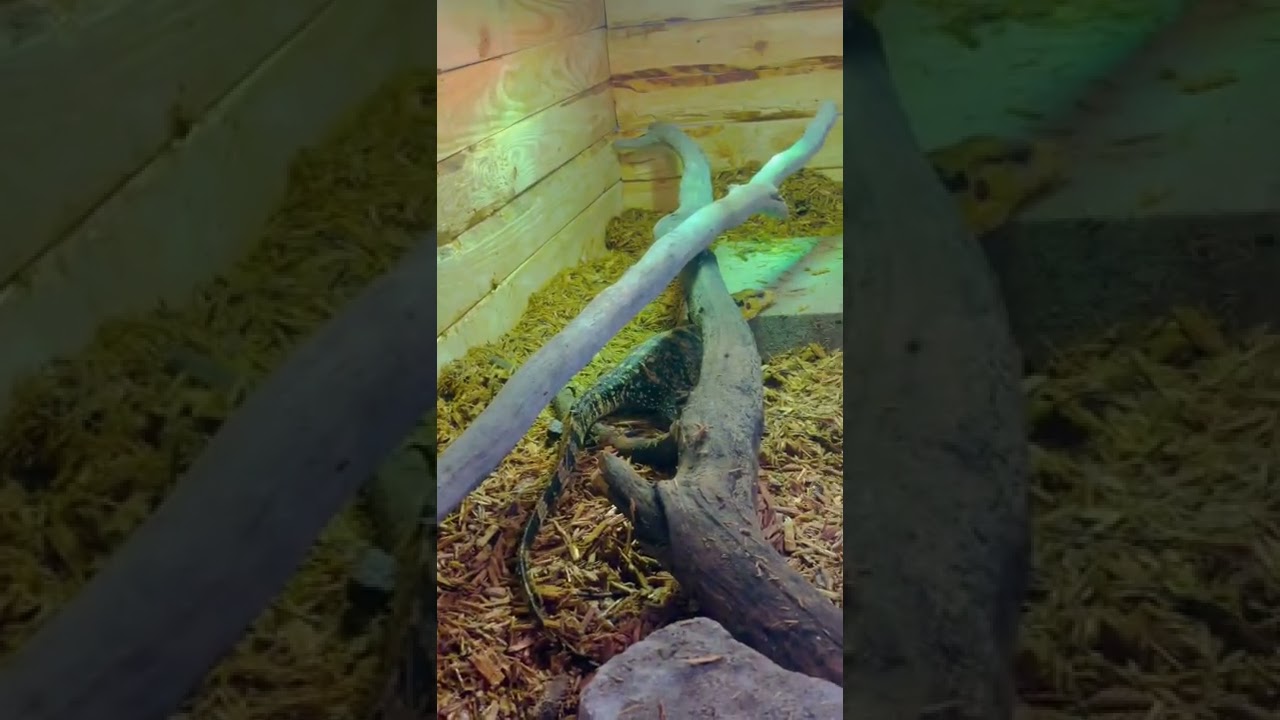 Varanus Cumingi (Yellow-headed Monitor) explores his new enclosure