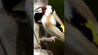 Goldfinch call @wildlifelivevideos #youtubefeed #viralhog #shorts #feed