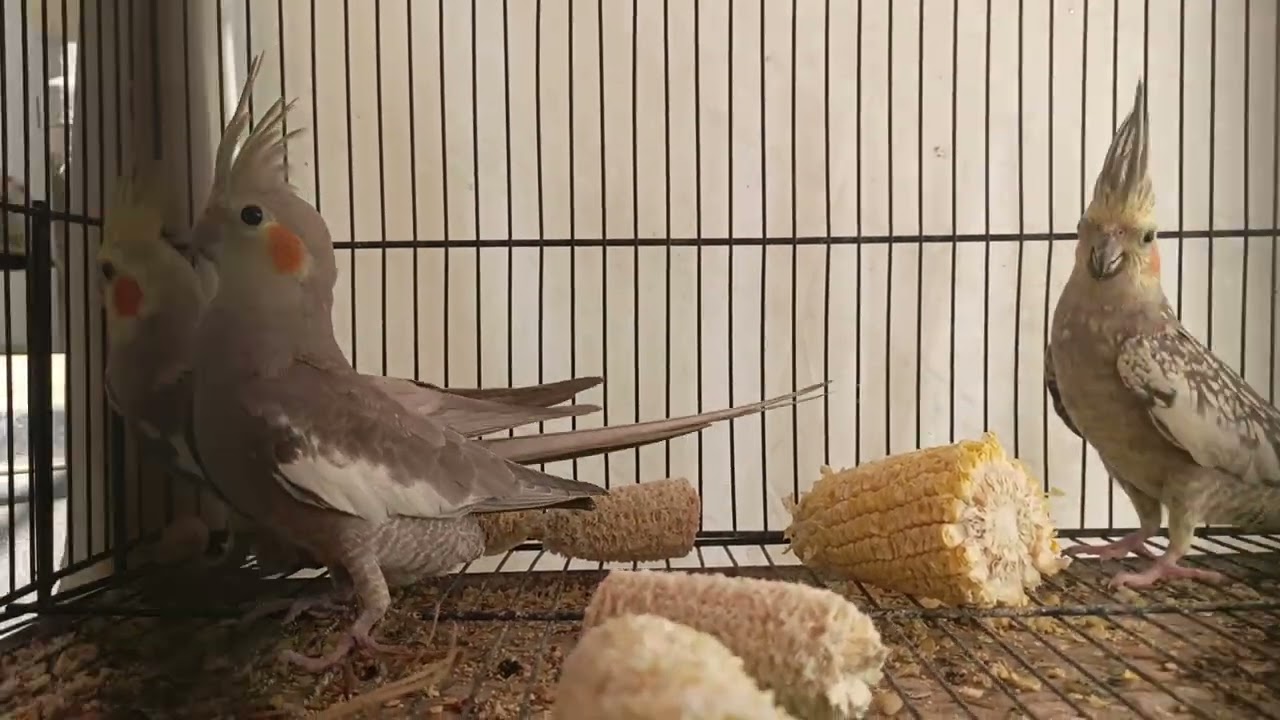 Cocktails Baby is growing up/Alhamdulilah our birds is breading now/subscribe 🤗