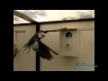 Parkieten  parakeets  melopsittacus undulatus200 fps slow motion