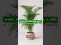 Make a Statement with XL Plants 🪴 #plants #plantsgrow