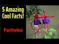 5 Fascinating Facts About Fuchsias