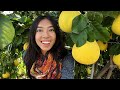 Secrets to growing tasty pomelo fruits