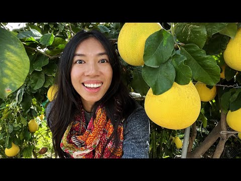 Video: Pomelo Oestyd - Inligting oor hoe en wanneer om 'n pomelo te pluk