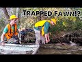 SAVING a TRAPPED Fawn!! - Ted and Gooch to the Rescue!