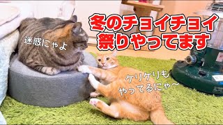 【猫癒し】執念深いねこさん！でもそこにはまさかの結末が待っていた・・笑 by レオタロウぱらだいす 67 views 1 year ago 4 minutes, 10 seconds