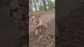 Merle Chocolate Poodle Puppies #PoodlePuppies #UlareePoodles #ChocolateMerlePoodle