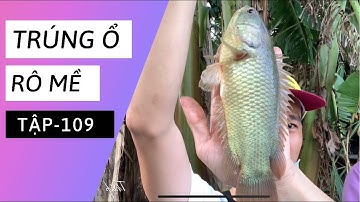 Tập 109 - Câu Cá Rô Đồng Đầu Mùa Nước Lũ Miền Tây, Toàn Cá Rô Mề