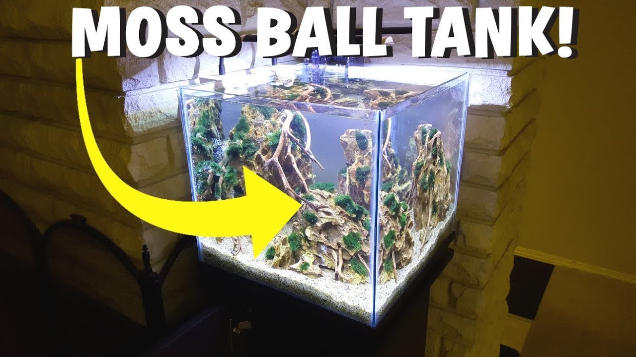 Moss Balls Getting Banned? What You NEED To Know 