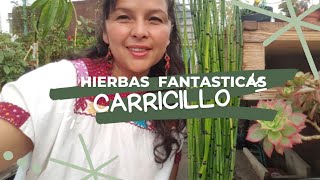 HIERBAS FANTASTICAS CARRICILLO TE SORPRENDERAS