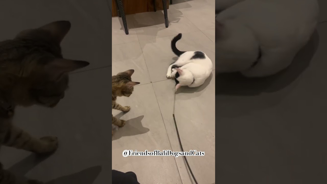 [Cat Sitter Life] CAT HOUSE CARE SERVICE FOR PUTIH & MOSELLE (July 6, 2024). Dinner & Play Time!