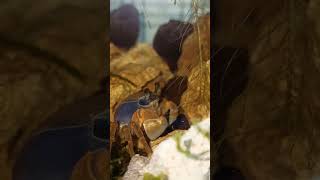 Cardisoma armatum (радужный краб) #crab