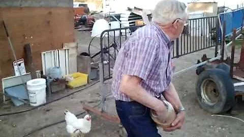 Local Chicken Eggs and our Visit to their Home!! i...