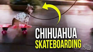 Active Tiny Chihuahua Enjoy Skateboarding on Her Mini Board Outside With Owner