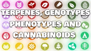 Terpenes, Genotypes, Phenotypes and Cannabinoids
