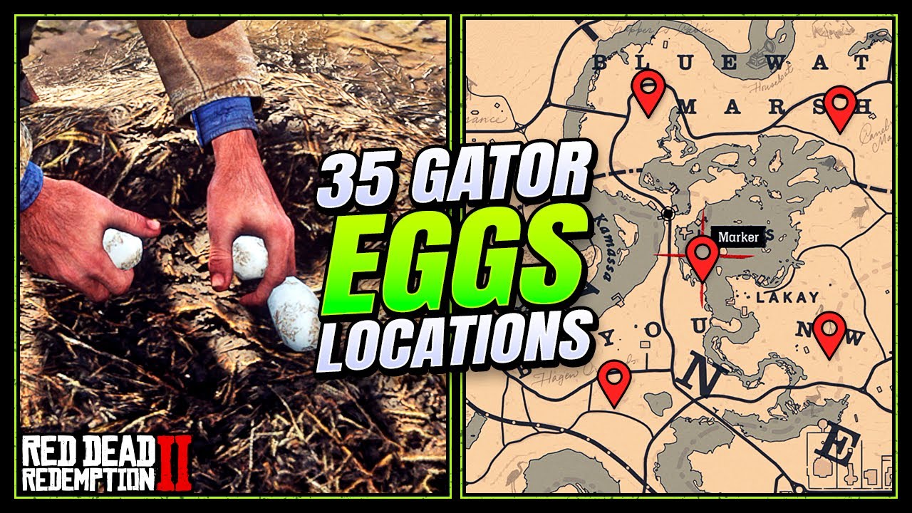 Rdr2 Gator Eggs Locations Fast And Easy Guide Duchesses And Other 