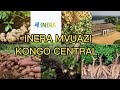 Dcouverte  inera mvuazi na kongo central