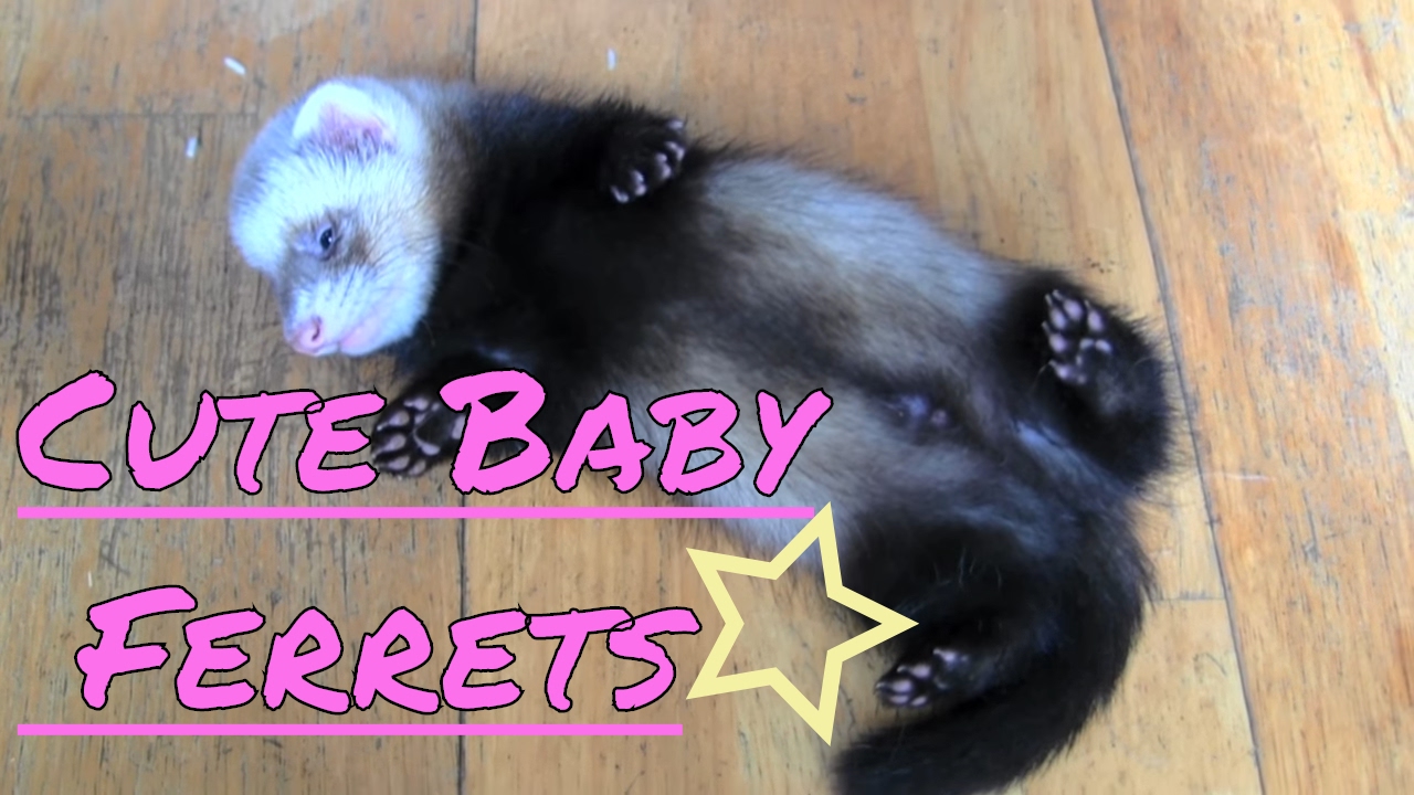 buy baby ferret