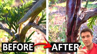 How to Repair a Damaged Tree or Broken Branches | Green Giant Update