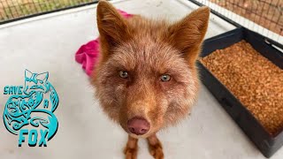 One of our newest fur farm rescues started having seizures