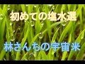 初めての塩水選でボーメ比重計を読み間違い。2016