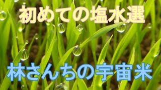 初めての塩水選でボーメ比重計を読み間違い。2016