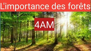 تحضير شهادة التعليم المتوسط 2022 Production écrite sur l'importance des forêts