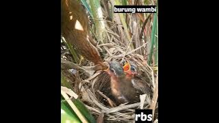 sarang burung wambi/induk burung wambi meloloh anakan