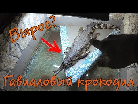 Как вырос гавиаловый крокодил! \ малыш гребнистого крокодила тоже подрос!