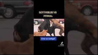Rottweiler Vs Pit Bull Terrier Americano