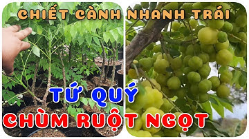 Cây Chùm ruột ngọt tứ quý chiết cành nhanh trái| 0386569374 - Ngọc Ngân Bến Tre | Chuyên cây độc lạ