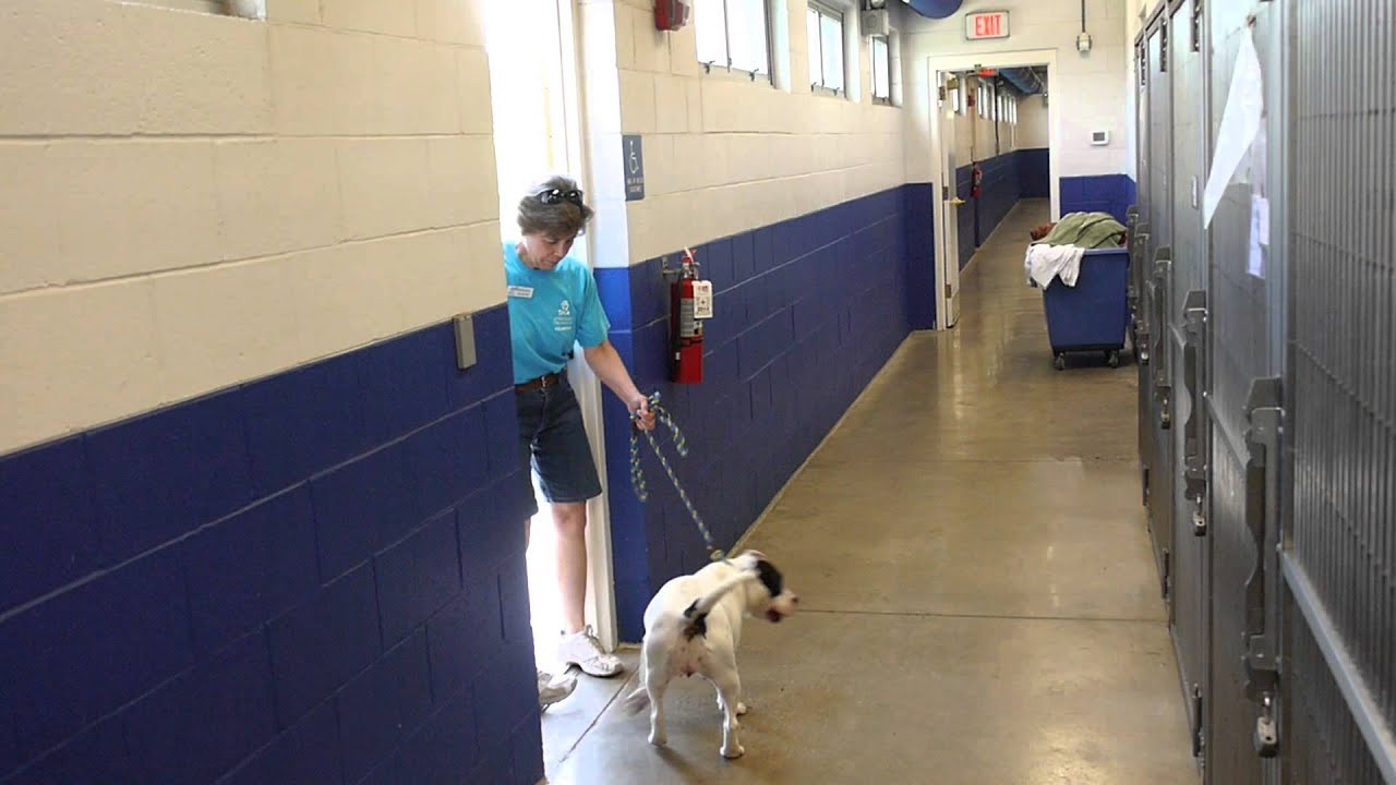Dog Walker Training - YouTube