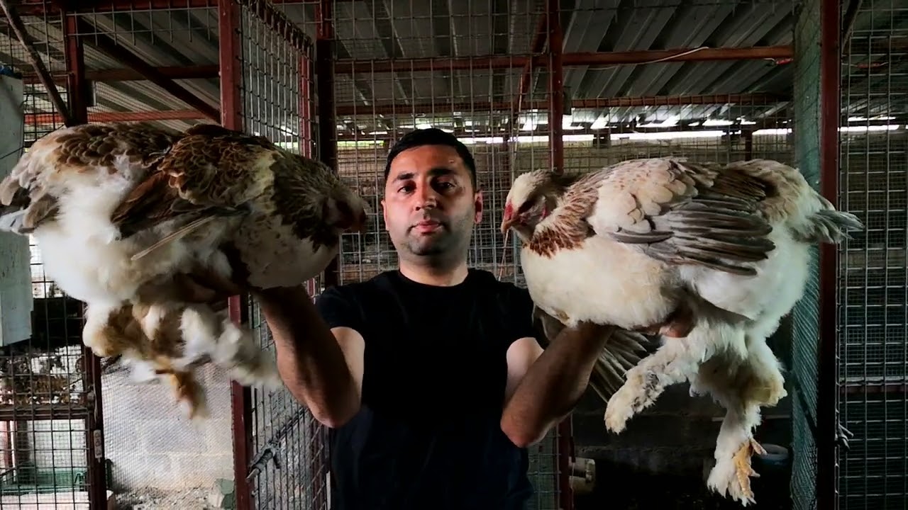 EN İYİ SALMON BRAHMA TAVUKLARDAN YUMURTA ALMA VAKTİ GELDİ