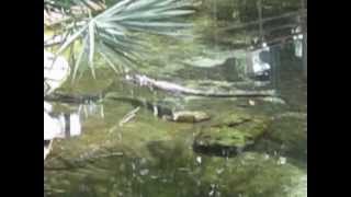 2012 Sea World Orlando - Baby Alligator Swimming