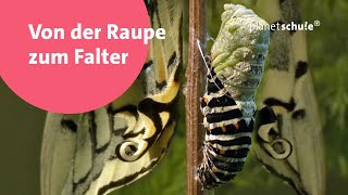 Wie wird eine Raupe zum Falter? - Frage trifft Antwort | Planet Schule