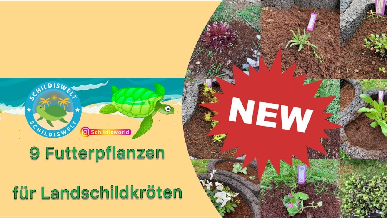 Futterpflanzen Fur Griechische Landschildkroten