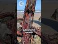 Shipworms: The Wood-Eating Sea Creatures Mp3 Song