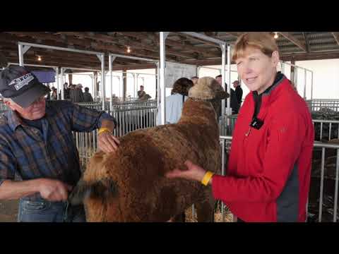 NY Sheep & Wool  Festival 2019