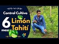 🍋 Limón Tahití 👉 [como hacer un buen CONTROL] a cultivo de 🌱 6 meses de establecido