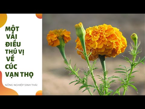 Video: Cây và Sâu bọ cúc vạn thọ: Cúc vạn thọ giúp một khu vườn như thế nào