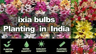 Winter flower bulbs / Ixia Planting Guide / South African Flower Bulbs