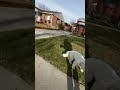Nugget day 2 of leash training