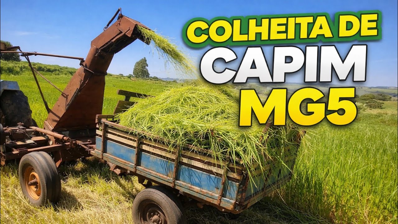 Cortando capim mg5 com a cata capim