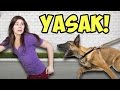 Bakılması Yasak Olan 12 Tehlikeli Köpek Irkı