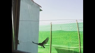 A young Thrush lost sad birdsong YouTube