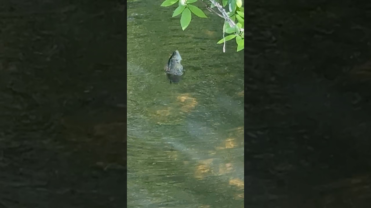 Creek Fishing Adventures