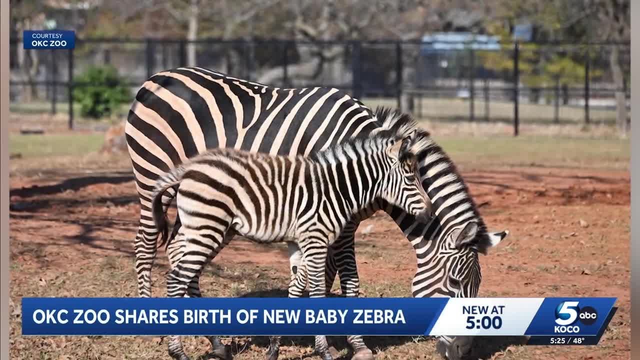 Oklahoma City Zoo announces birth of zebra foal