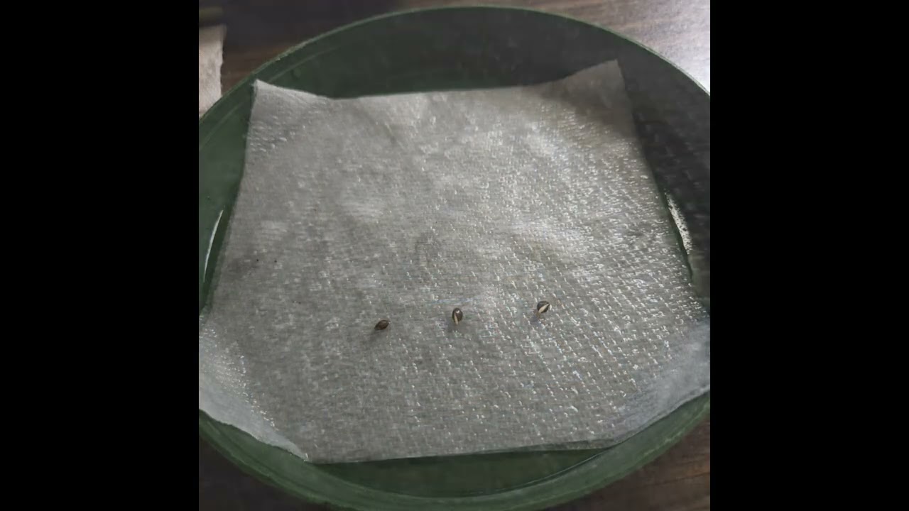 Grow420 Indoor Garden 2024/25 Winter Grow God's Green Crack Germination & Planting - Hip-Hop Version